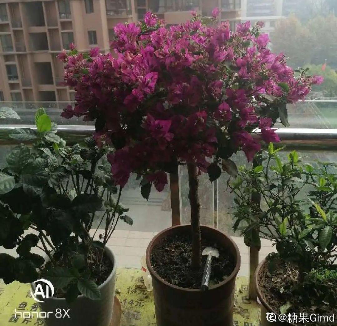 虐着养的花,剪成秃子,半月不浇水,呼呼开花