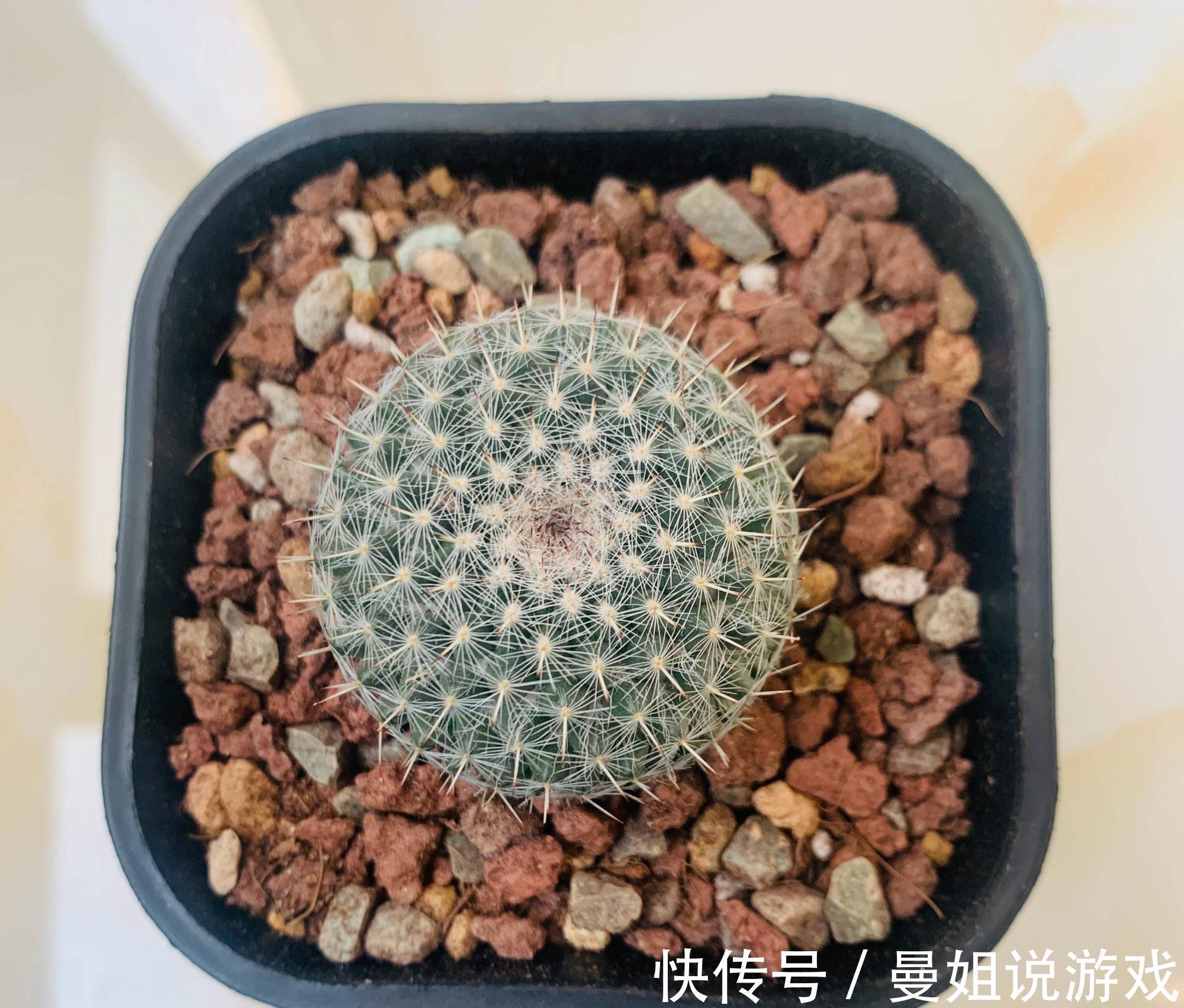 冬季养仙人球的2个技巧,越长越壮,顺利过冬花多色艳