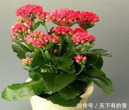 上百|长寿花,入冬前食用它,开花提前20天,一开上百朵,美爆了!