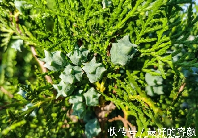 扁柏|旅行识花，它开花像花又似果，墓地陵园最多却少有人见过它