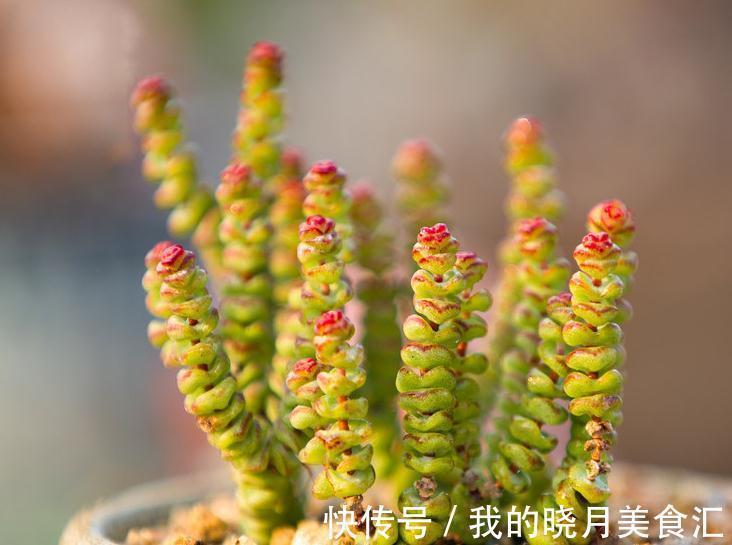 多肉植物施肥用什么肥料 明白常用肥料种类功效 让多肉棵棵爆盆 粉紫色 多肉植物施肥用什么肥料 明白常用肥料种类功效 让多肉棵棵爆盆 粉紫色