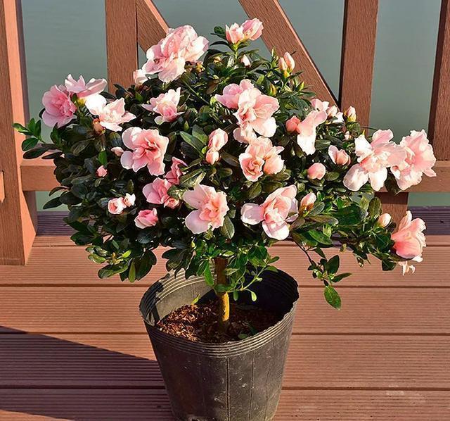 硫酸亚铁|40年老花友的养花浇水秘方,今天分享给大家