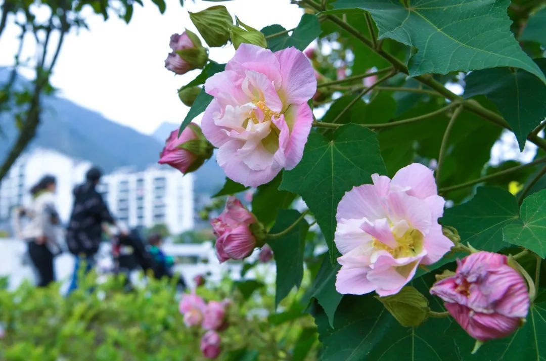 木芙蓉|满园芬芳！保康芙蓉，花色正艳