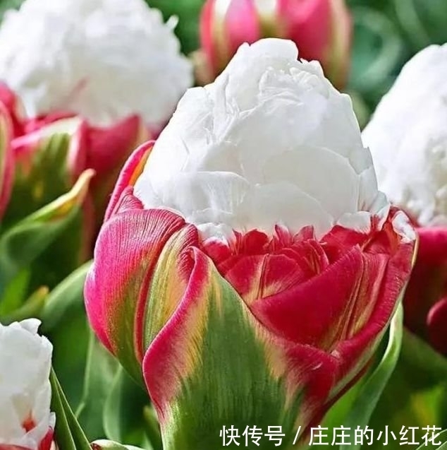 4种花是花界的“傲娇女王”,花朵美轮美奂,你一定会喜欢!