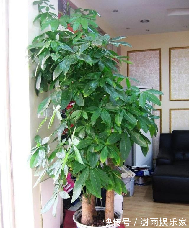 积水|为花友们介绍5种既养人又镇宅的花,盆栽养一盆很值