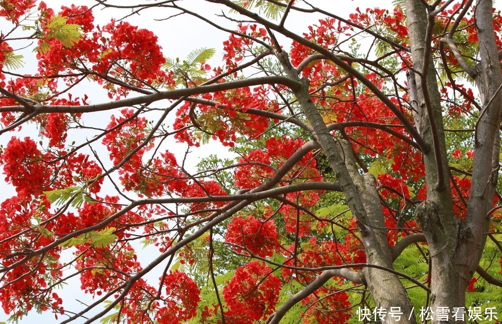 此花是代表了离别和思念的花，是夏日的分别，也是夏日的悲伤