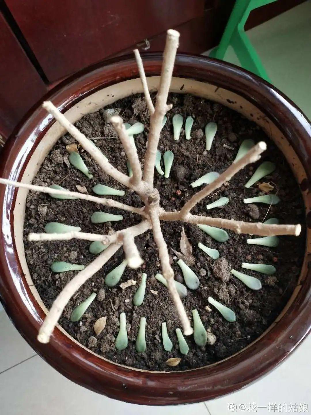 家里养了月季,花后使劲剪,越剪越开花,真省心