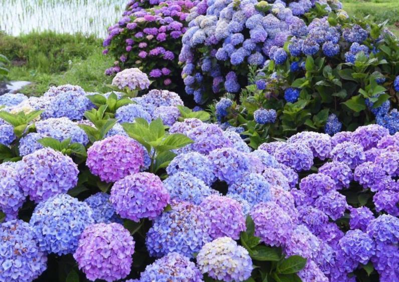 营养物质|夏季养殖绣球花,怕花大压弯枝头?学会这几招,植株不倒伏