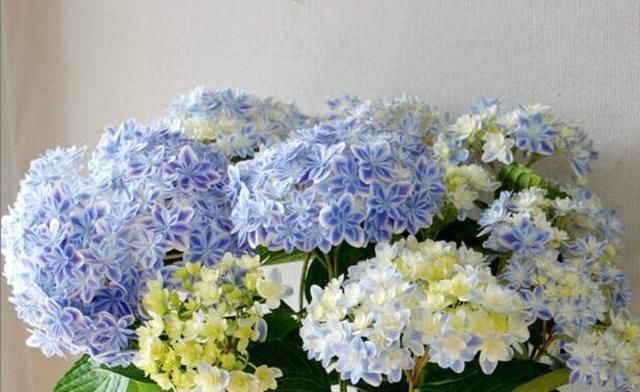 绣球花|托尼老师教您修剪绣球花,记住简单两点,拿剪刀的手再也不抖啦