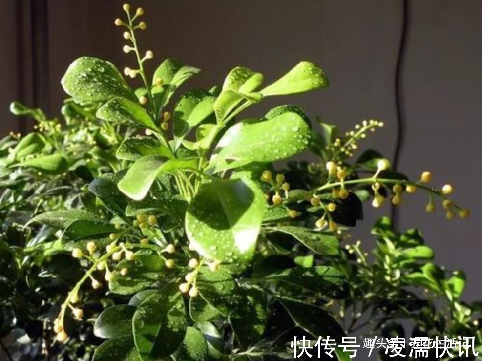 新买的米兰花，没多久就黄叶，需要注意“2点”就能避免