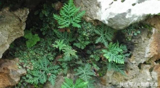 国家Ⅱ级珍稀濒危蕨类植物中国蕨!