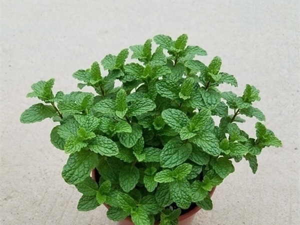 跑断腿买不到的6种盆栽长得特别快,清新空气还驱蚊,最适合夏天