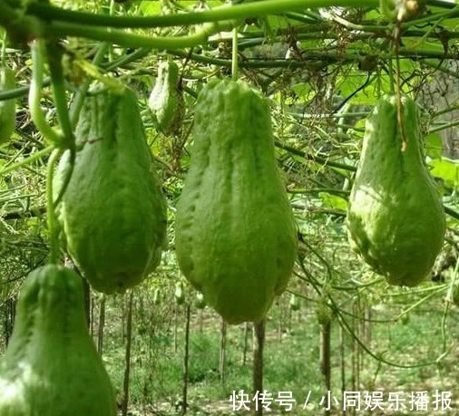 煲汤|以下水果种一次能吃一年,浑身是宝,煲汤更是一绝