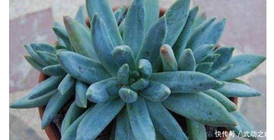 这些是我见过最好看的蓝色多肉植物,个个颜值爆表,真是太迷人了