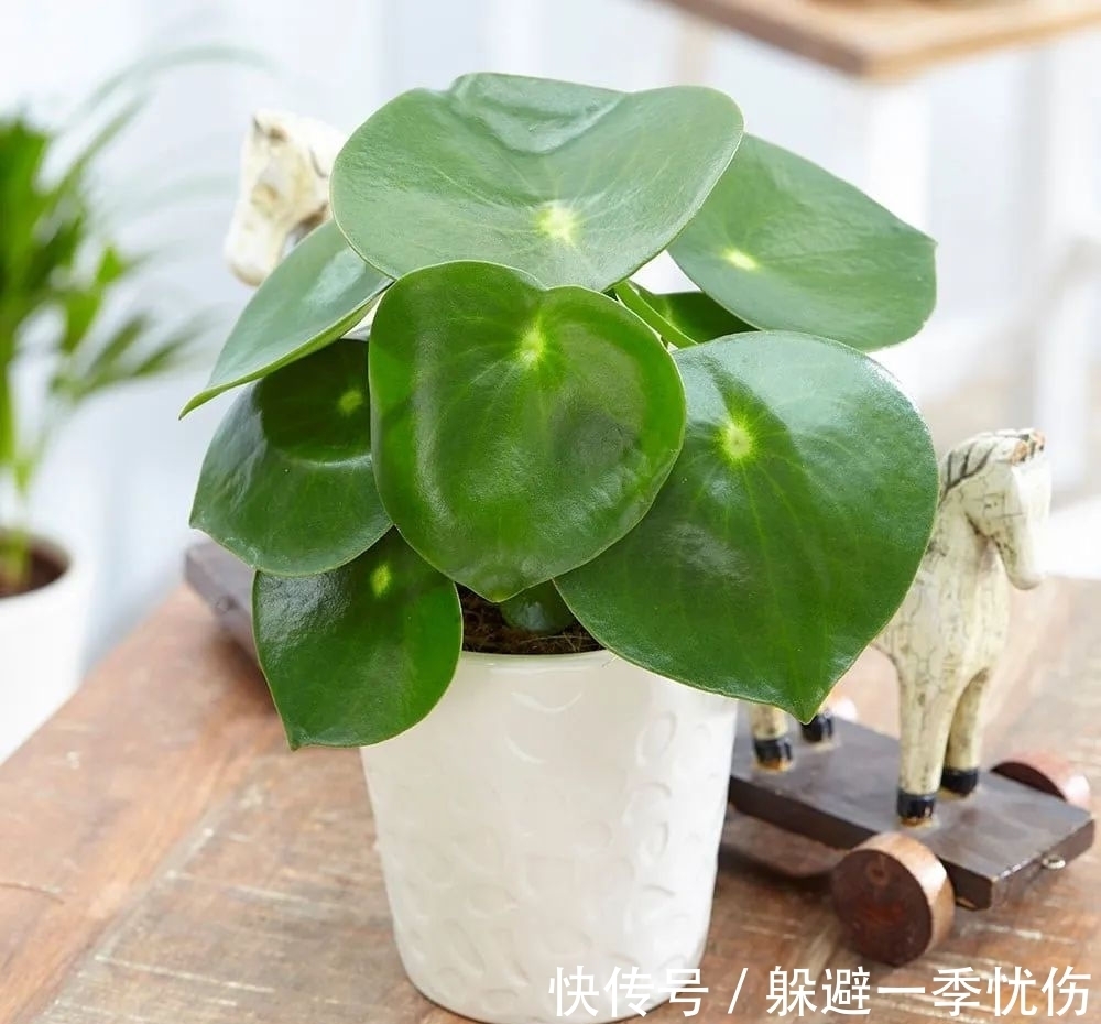 圆润小巧的铜钱草、镜面草和荷叶椒草，三种迷你植物哪种适合你？