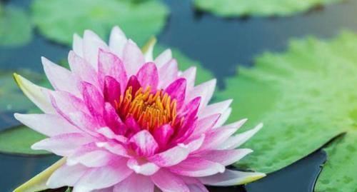 凤仙花|4种花是花卉中的佼佼者,丢盆里就猛长,花开多又美,一开200天