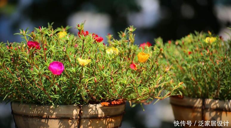 高温天气|新人养花,盆栽这3款,不用怕它们不耐折腾,还漂亮好活