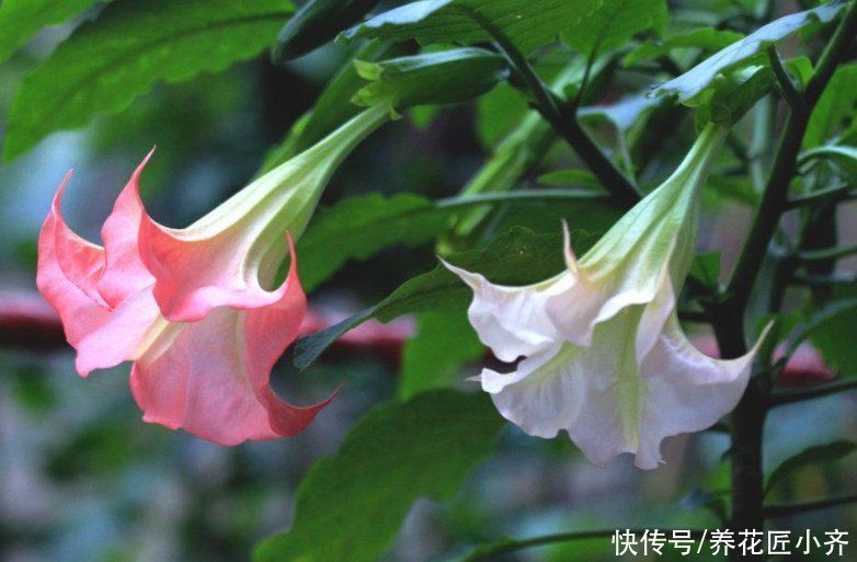 这些网红花，花商告诉你它好养，开花美，从来不提它“有毒”