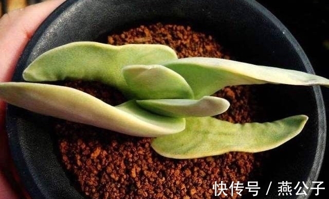 命名|2款以外形命名的多肉，都是非常冷门的品种，曾经可是大贵货