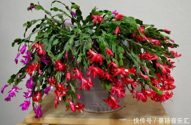 植物|3款花期长、开花就爆盆的植物,适合居家盆栽,好养又漂亮