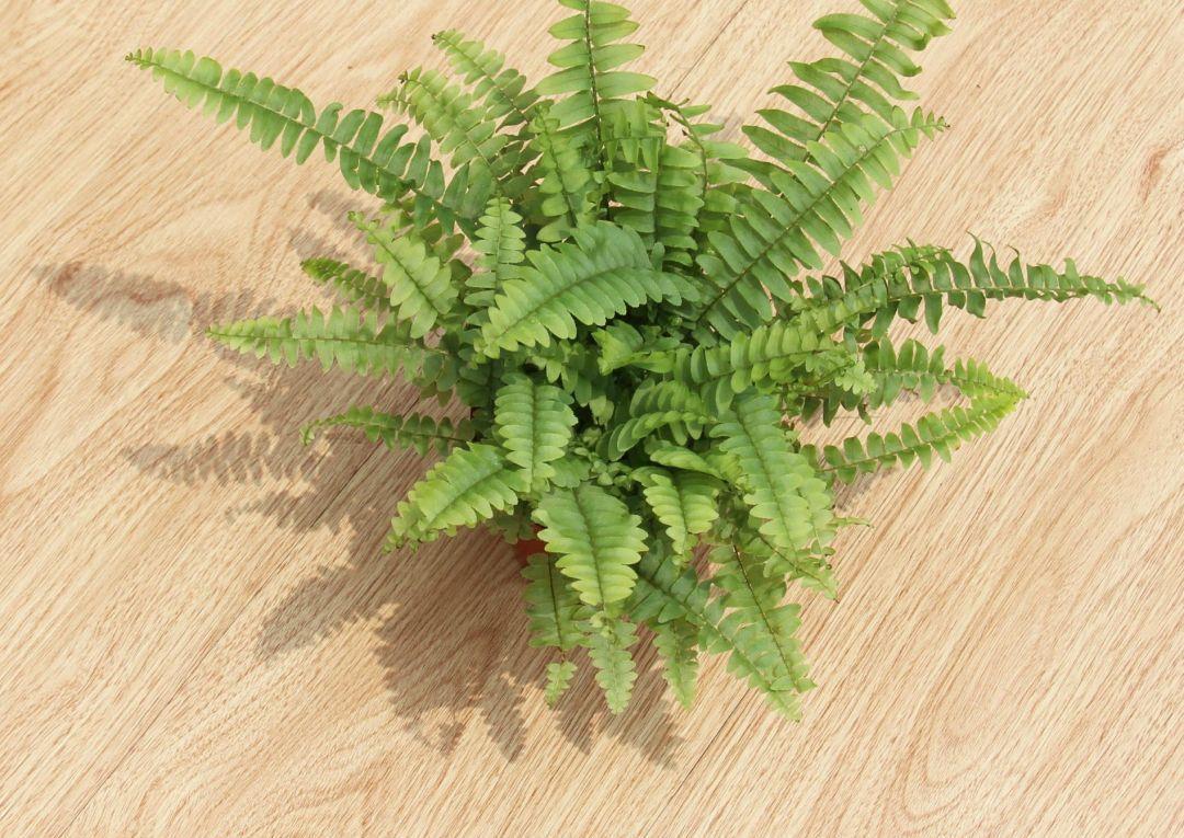 3种花作用大,室内灰尘也不怕,吸收能力强,人人都来夸