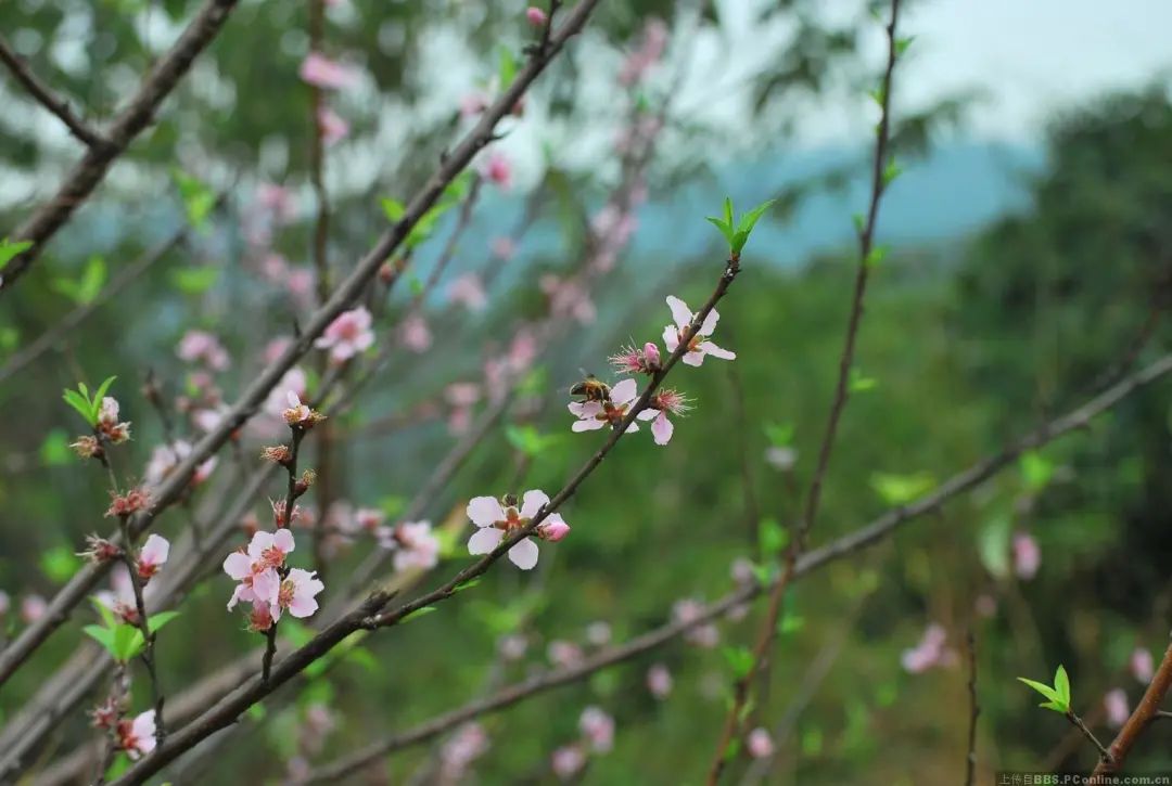 洪崖洞|元曲【醉太平】18首，用古人的诗词写作方式，抒发当代人的情感