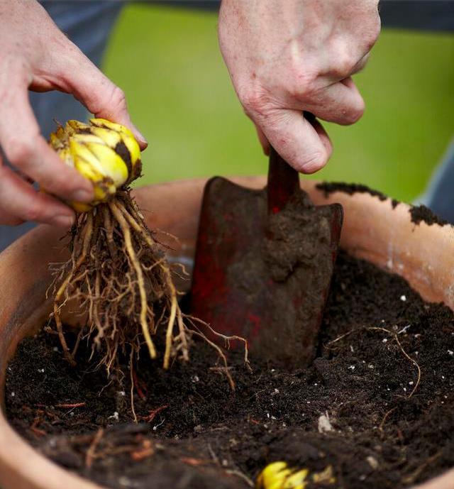 自带灵气的花,花开迎富贵,愿2021年心想事成