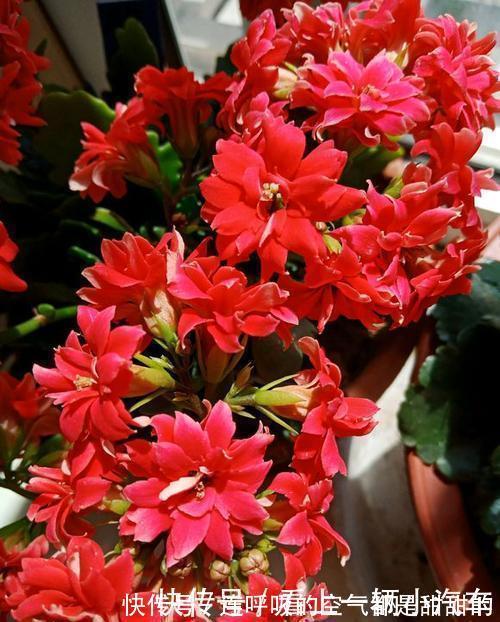 茱蒂|10款高颜值长寿花，好看又好养，你若一盆没养过，那也太可惜了！