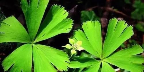 脉序|独叶草是产于我国的特有植物，更是难得的稀世珍宝