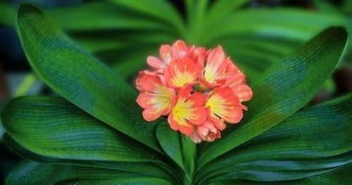 怎么让君子兰根壮叶厚？浇点有机水，效果一级棒，立竿见影