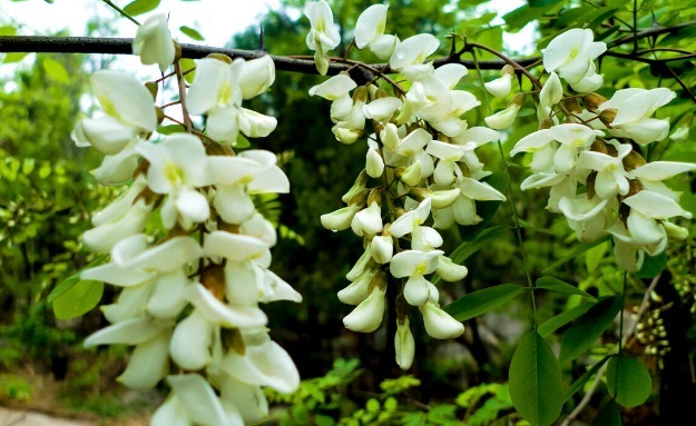 马齿苋|开春挖野菜,送你“野菜大图鉴”,教你轻松识别20种野菜