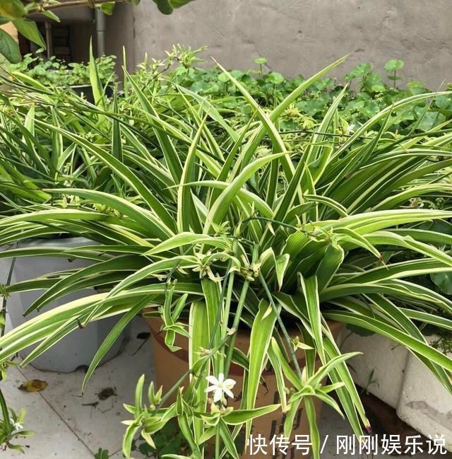 吊兰|吊兰养出新花样,垂藤多如麻,如天女散花,还能养成独杆老桩子