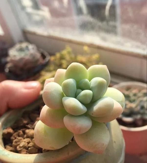  平静|遇见你真好！多肉让我得到了心灵的平静！