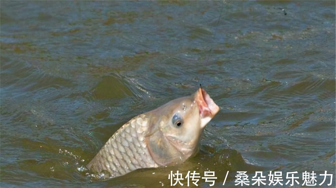 鱼口|深秋钓鲤,灵活使用这两个调漂思路,擒获大鲤,易如反掌