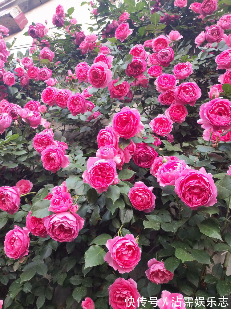 龙王丸|家里养着几款花，开花媲美玫瑰，四季花开，养在阳台生机勃勃