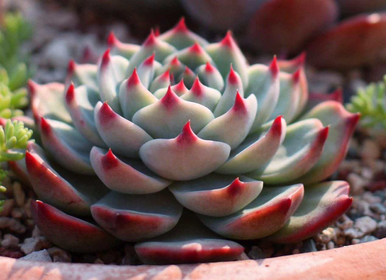 多肉叶|多肉叶插育苗：从摘叶子到出苗，这些小细节都该多注意