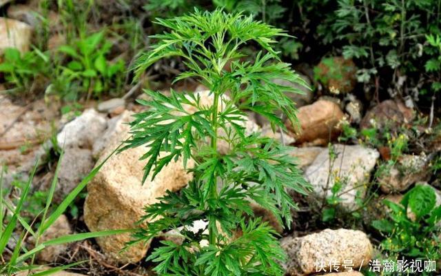 它不是杂草,如果长在你家路旁,那是福气,别不知