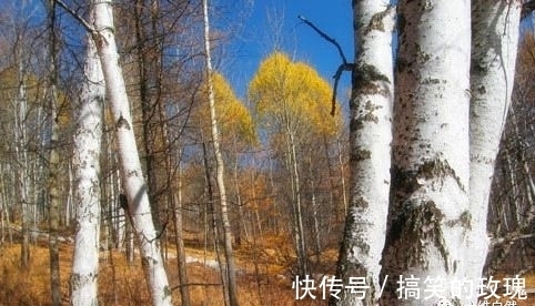 铁桦树|世界上最硬的木材,比普通钢铁硬一倍,用作金属的代用品!