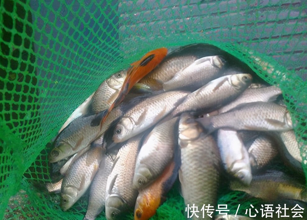 野钓鲫鱼如何巧妙搭配线组，线组的搭配不对一切辛苦全白费！