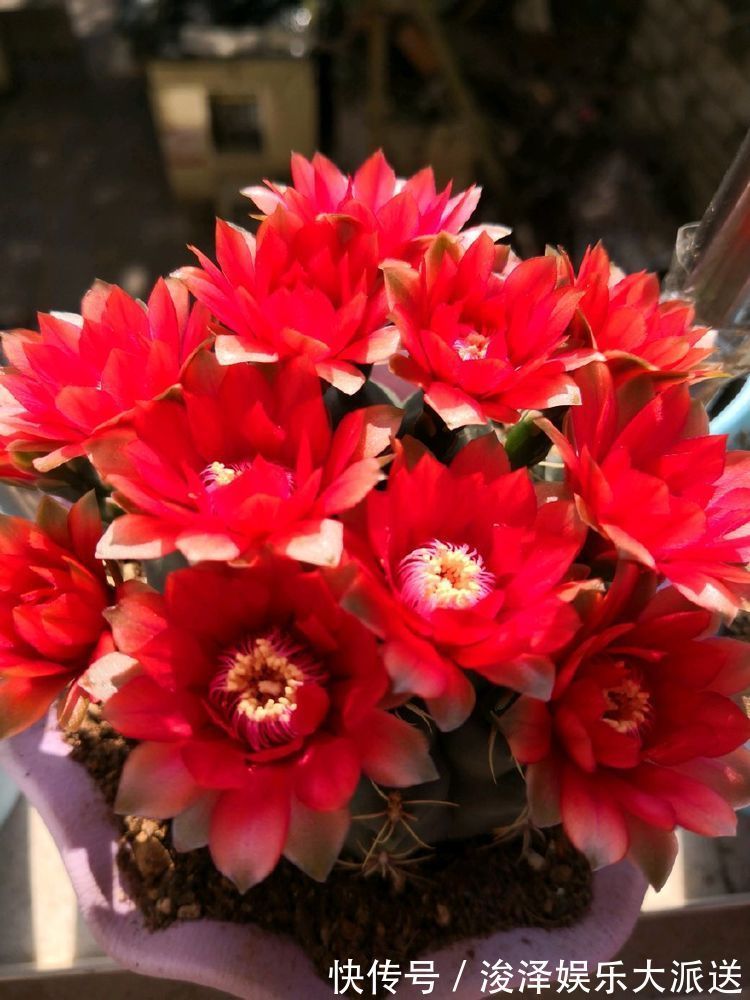 这几款花卉，养在家里，越冷开的越灿烂，四季繁花似锦，幽香四溢