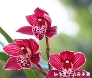 桂花|此花,比荷花漂亮,比桂花还香,好养又好看,值得拥有