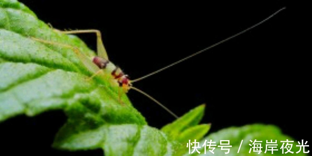 露叶#野渡征联78期:天上乌篷耕绿水,征诗征对,并优秀作品41副选登