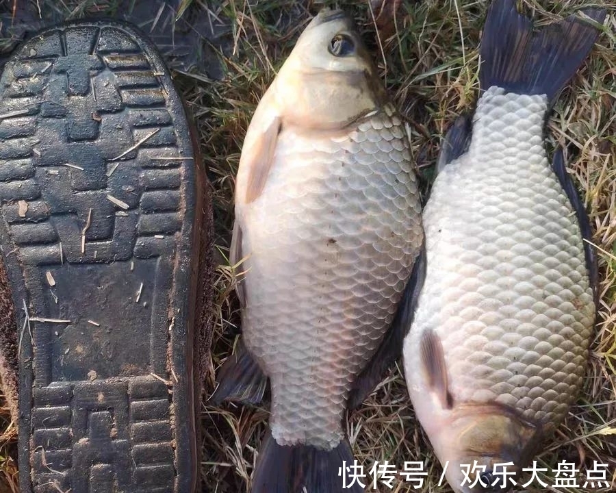 小药|冬钓鲫鱼常用的5种“添加剂”,记住用法用量是关键!