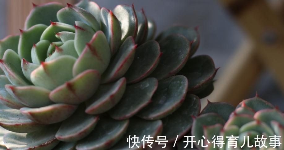新手|新手的多肉养护知识,入坑肉肉的必看,让你的肉肉花开一串又一串