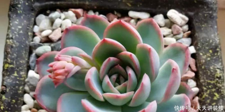 南北方多肉植物越冬，做好以下几点轻松搞定