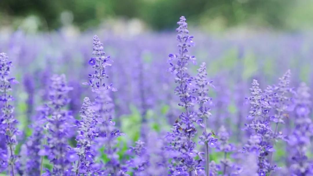 生活|总有一句诗词,道尽生活的美