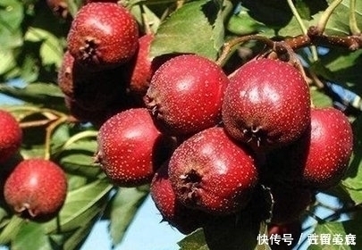 高血压|山楂加上它，被称为高血压的“克星”，吃上一星期，血压降下来！