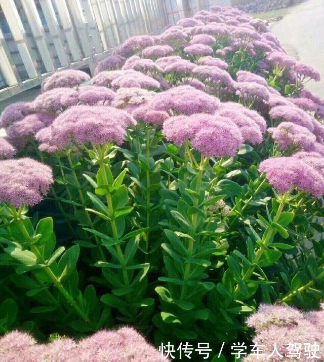 有院子一定要养“2种”花,剪1根枝条“沾土就活”,变成小花园!