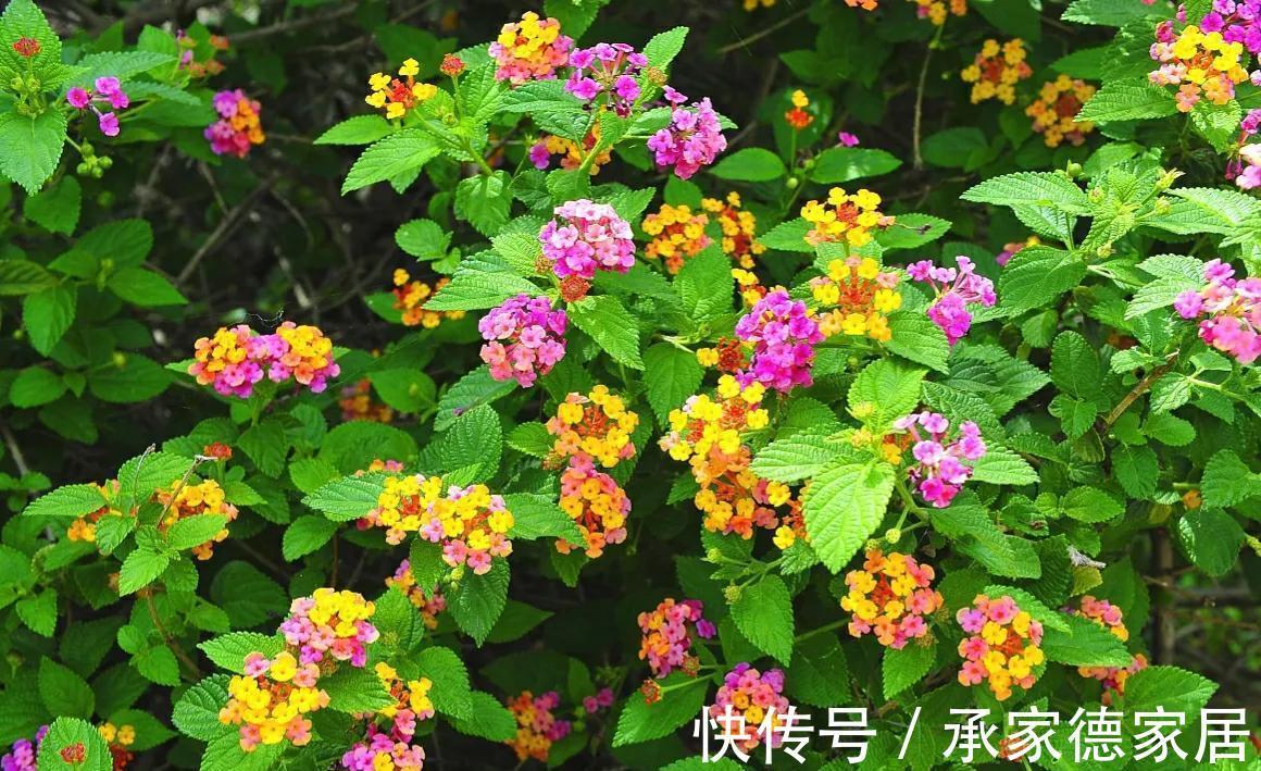 秋季|秋天最美花有哪些？给你推荐10种，看和你想的一样不？