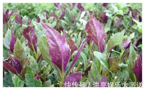 此物|女性多吃此物，给肠胃刮油排毒，美容养颜，早吃早受益